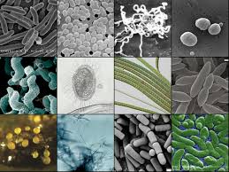 Bacterias