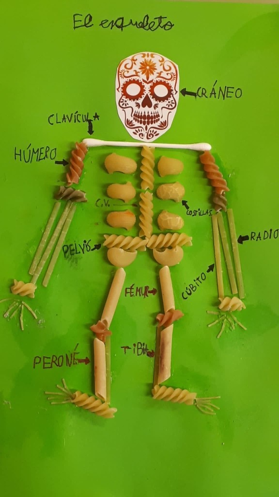 Proyecto El Cuerpo Humano – Esqueleto | Biznaga Musical