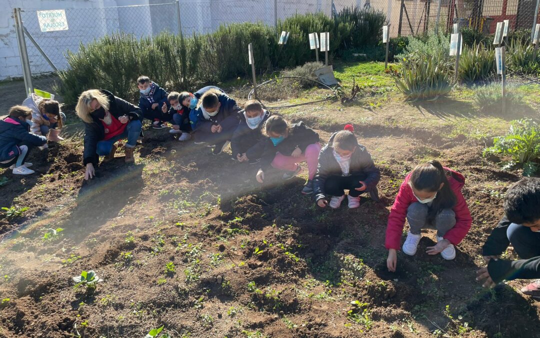PLANTACIÓN EN EL HUERTO