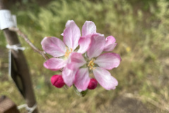 Manzano_2