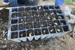 IMG_1623GERMINADORAS