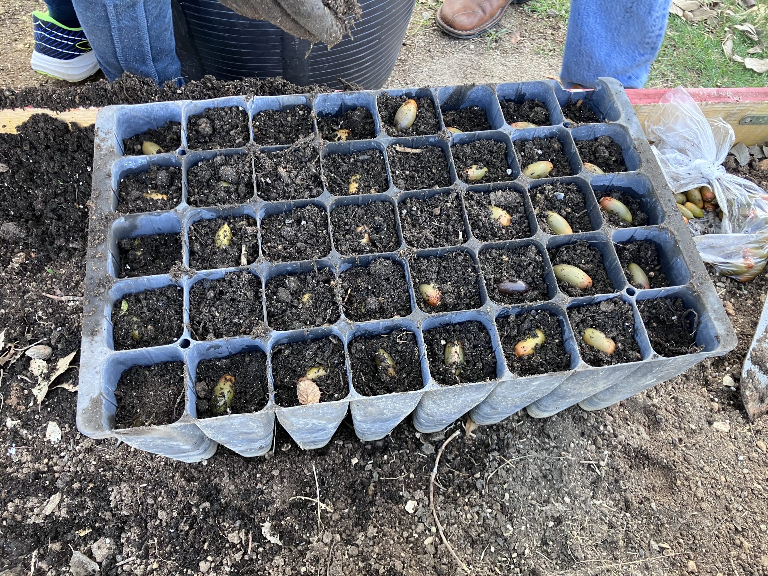 IMG_1623GERMINADORAS IMG_1623GERMINADORAS