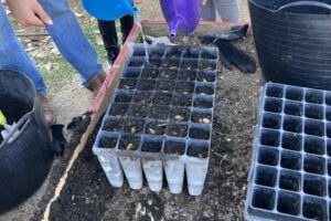 IMG_1624GERMINADORAS