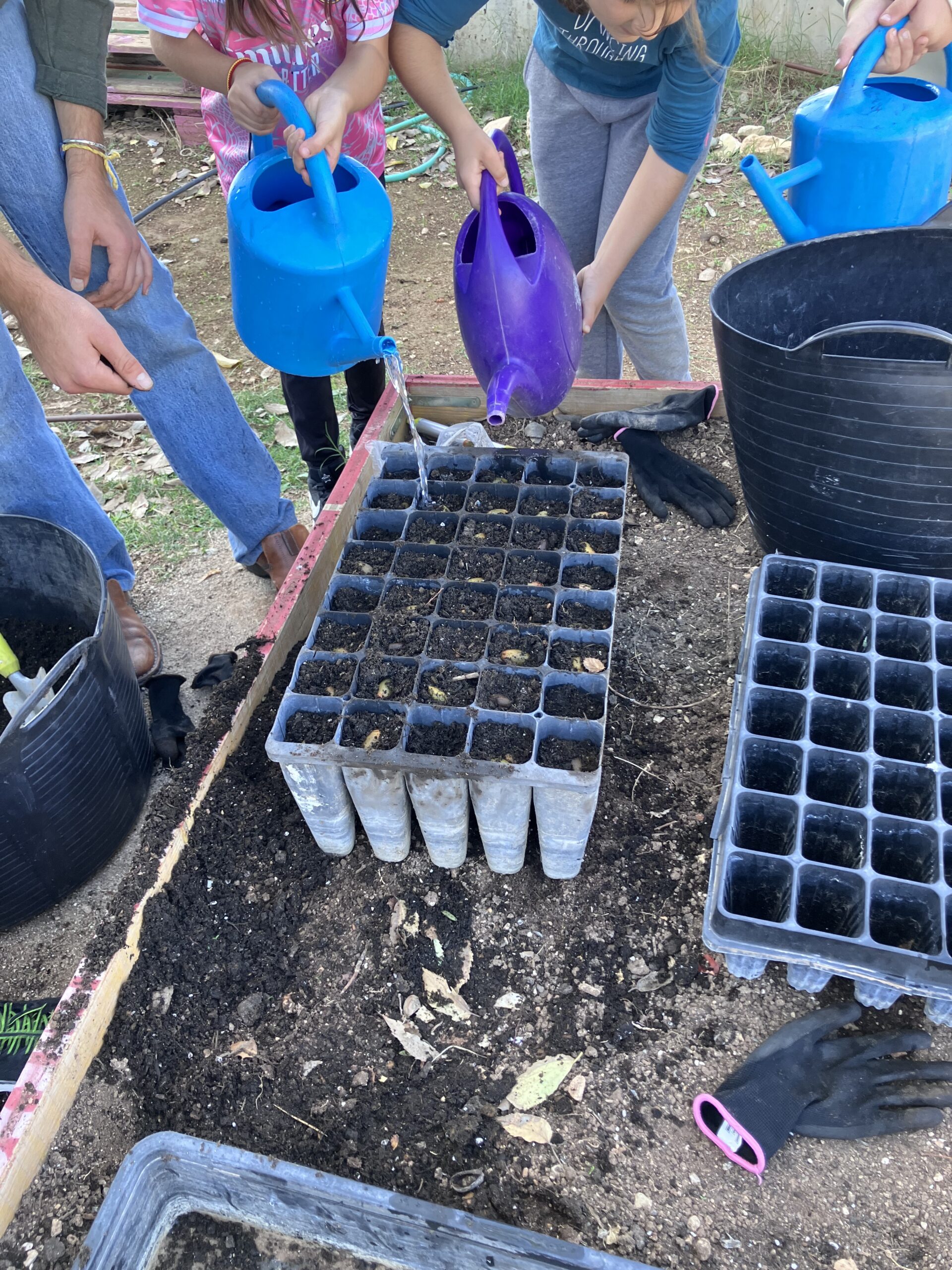 IMG_1624GERMINADORAS IMG_1624GERMINADORAS