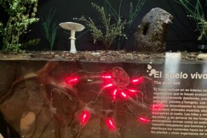 WhatsApp Image 2024-11-26 at 14.42.09 (4)