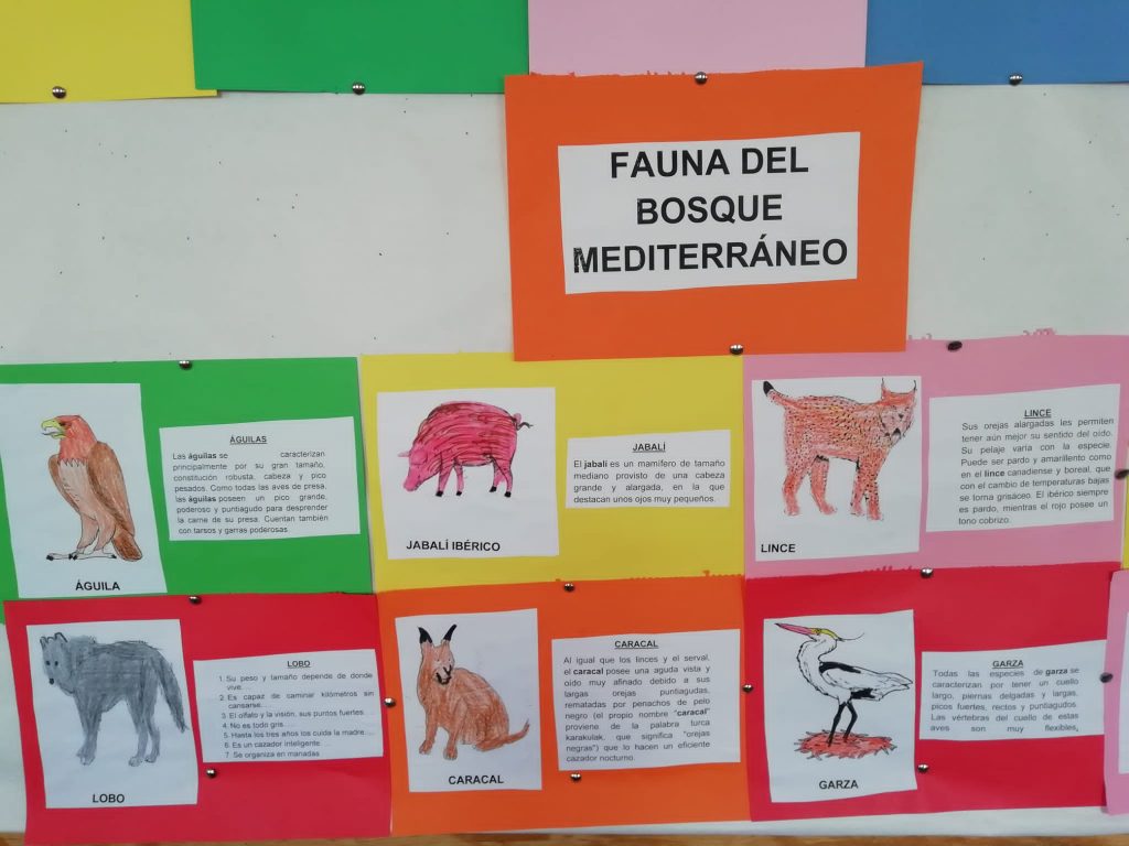 Actividad InvestigaciÓn Flora Y Fauna Colegio PÚblico Barahona De Soto 6695