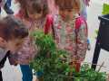 Huerto-Infantil-12