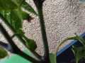 Huerto-Infantil-9