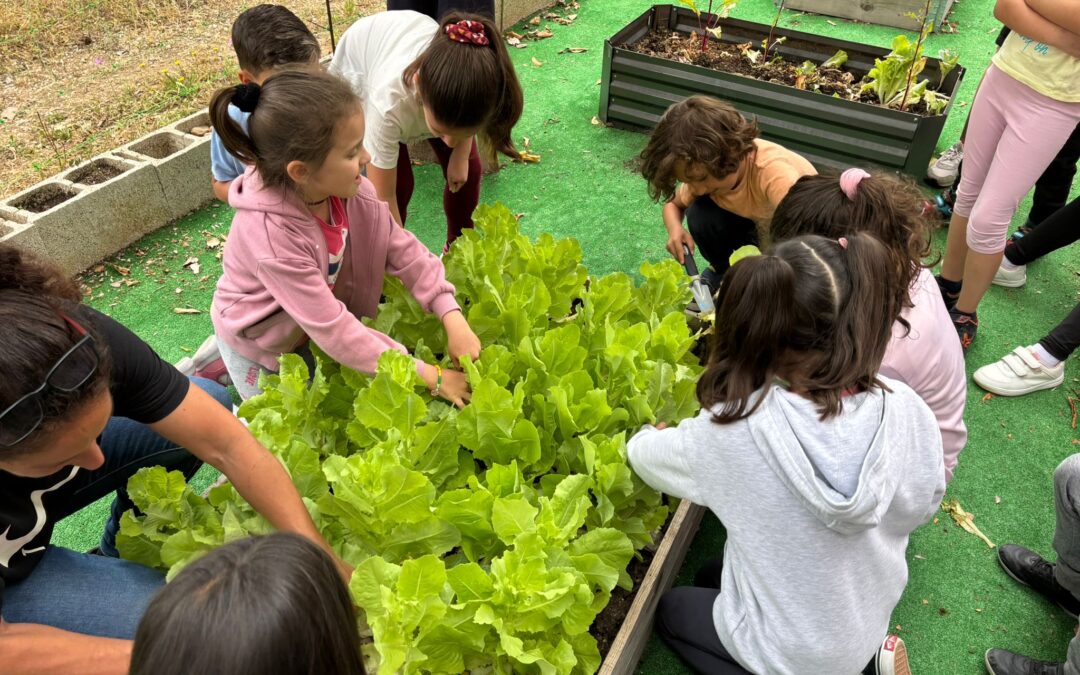 Huerto Escolar: Recolección de lechugas y guisantes