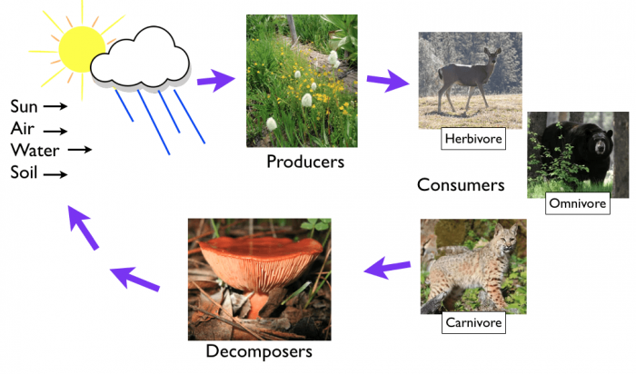 Interaction in ecosystems food chains and food webs Biology Diagrams