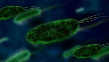 bacteria