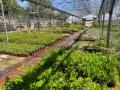 Visita-vivero-9-5-25-28
