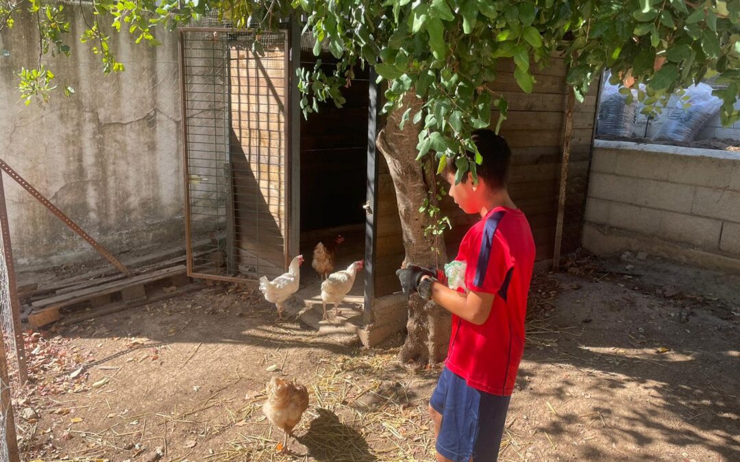 ¡Las Gallinas Han Vuelto a Casa!