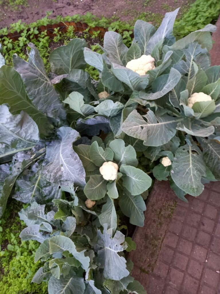 coliflores
