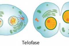Telofase