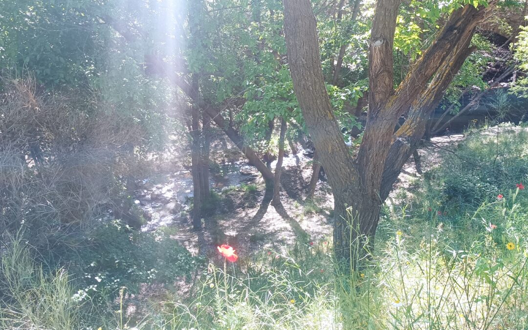 Primavera en los Molinos de Isfalada