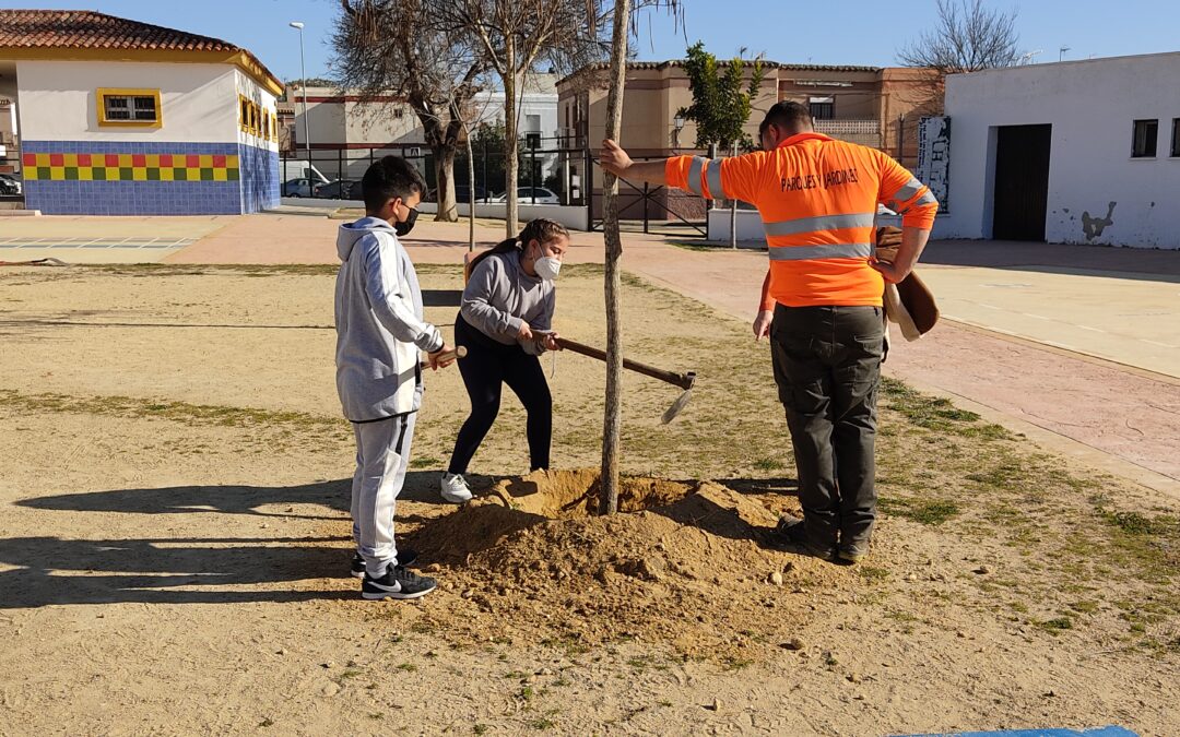 Plantamos árboles en nuestro patio de recreo