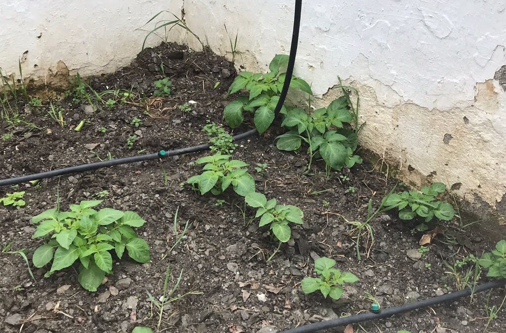 ¡PATATAS, AJOS , HABAS Y NUEVAS SEMILLAS!