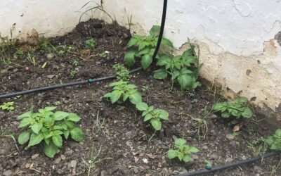 ¡PATATAS, AJOS , HABAS Y NUEVAS SEMILLAS!