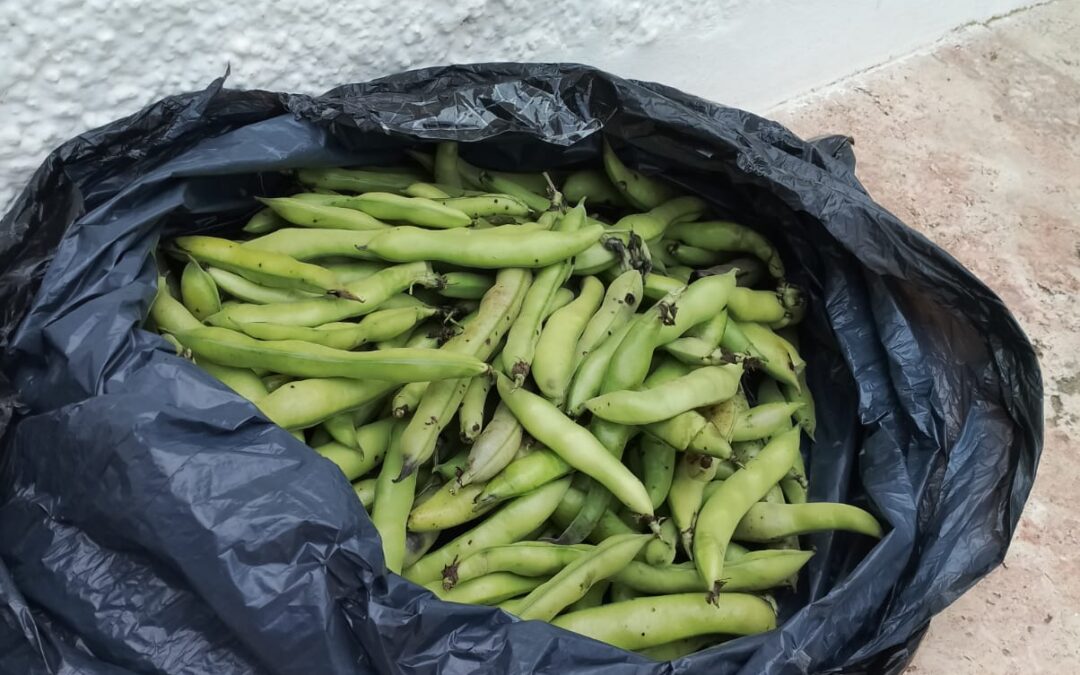 Nuestra cosecha de habas