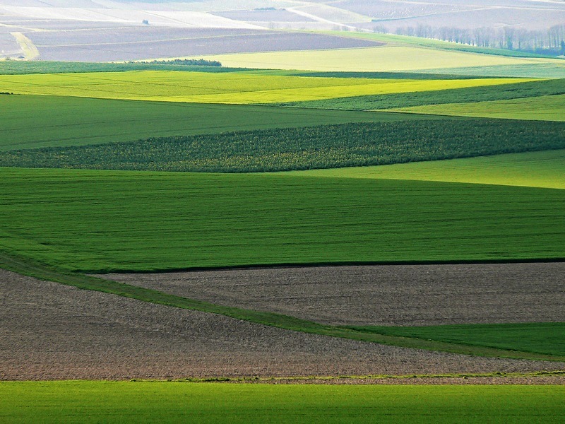 openfield