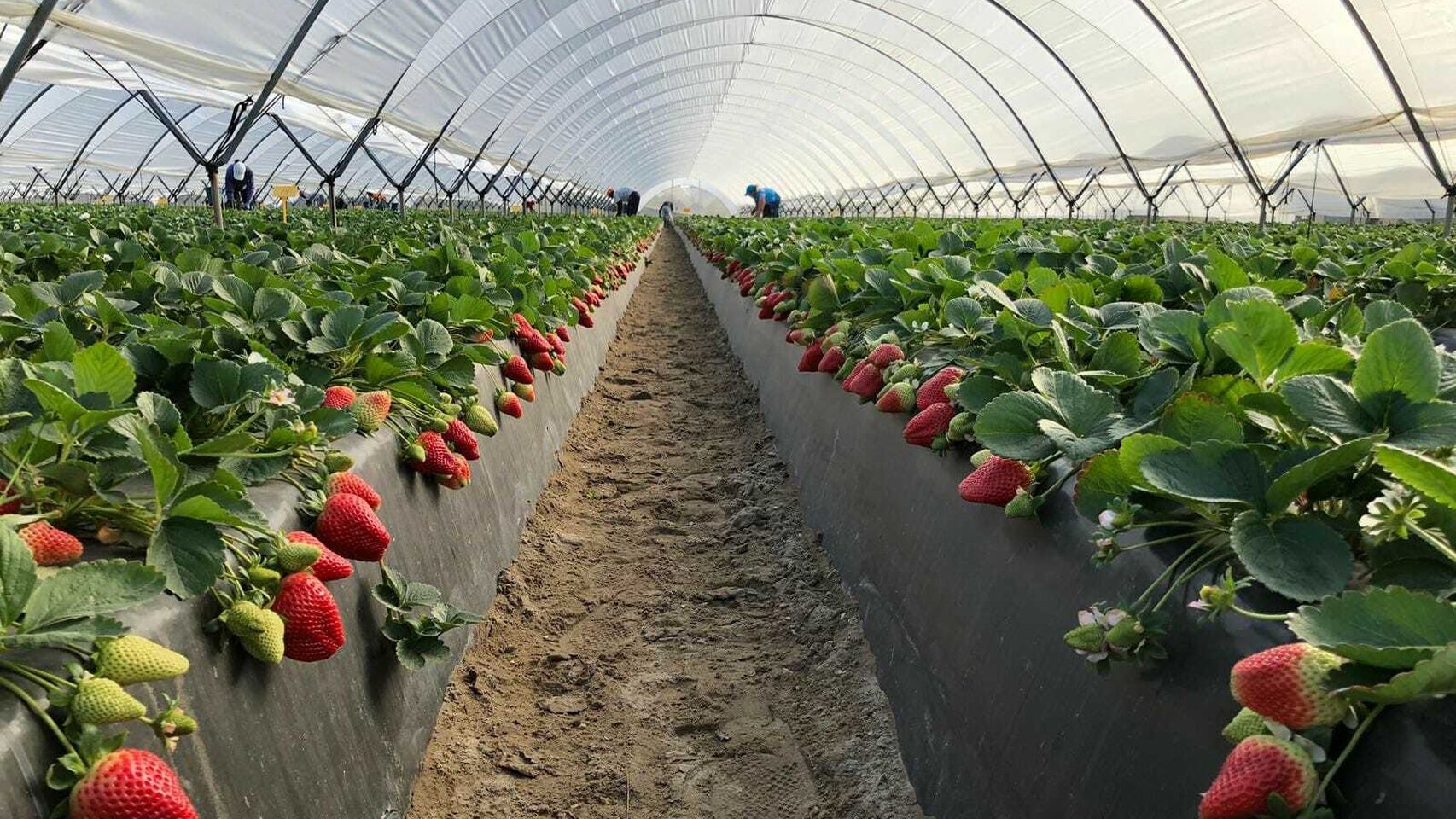 Fresas-Agricultura-Huelva-Impacto_coronavirus-Macroeconomia_478963183_149443346_1706x960