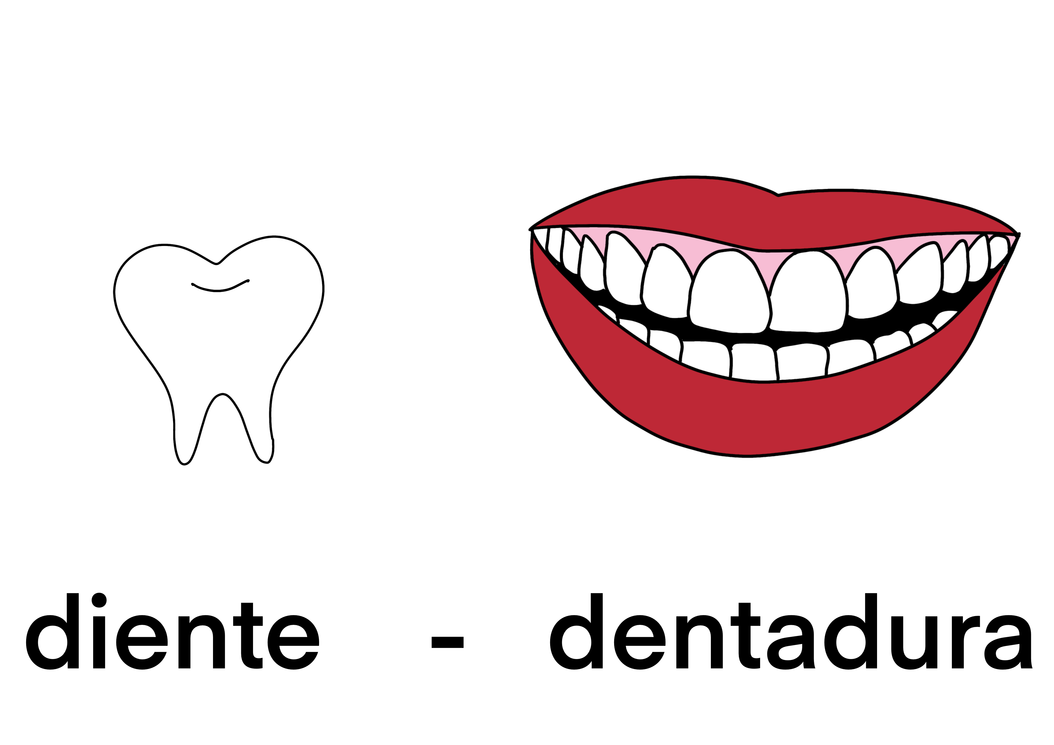 Diente - Dentadura