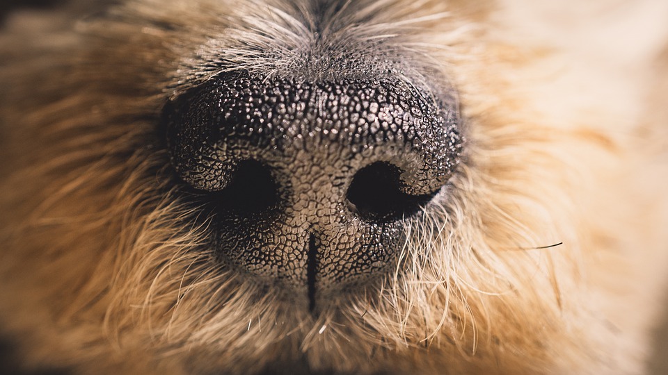 NOSE
