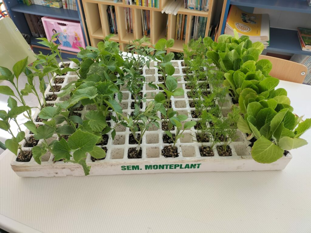 Monteplant