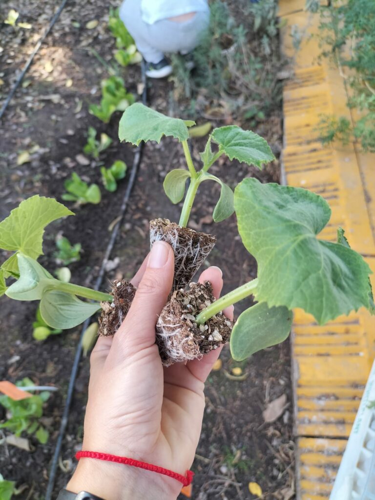 Monteplant-v