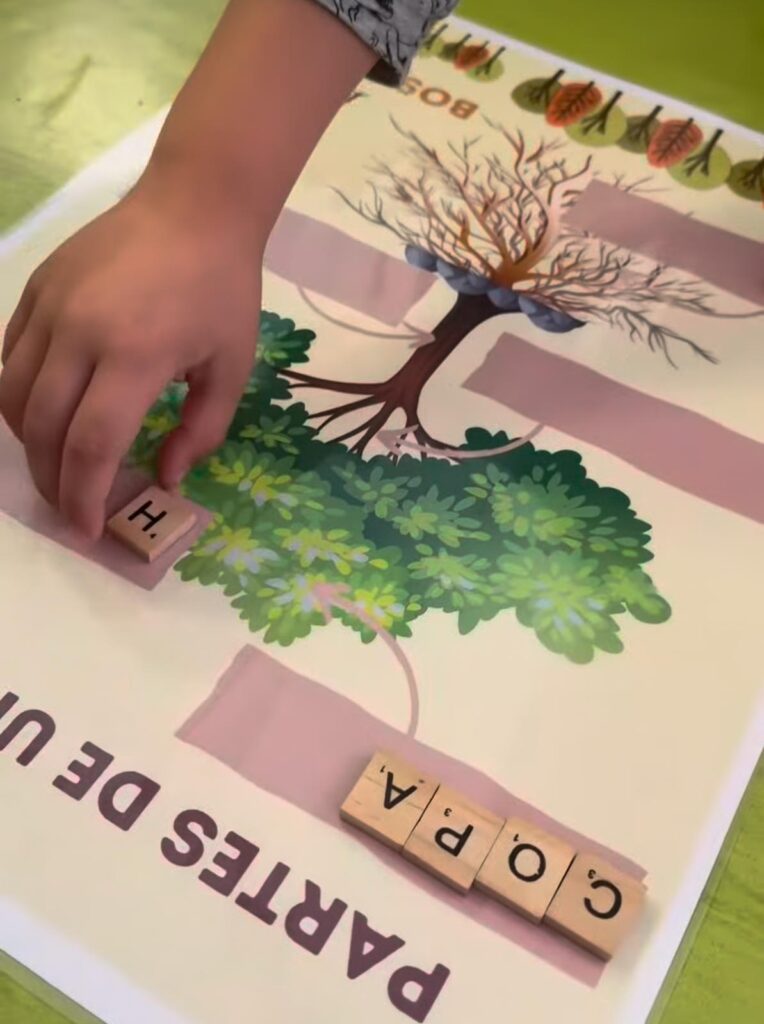 Partes de un árbol1