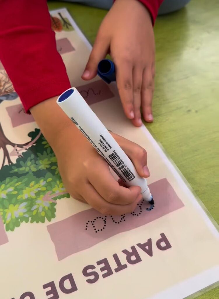 Partes de un árbol5