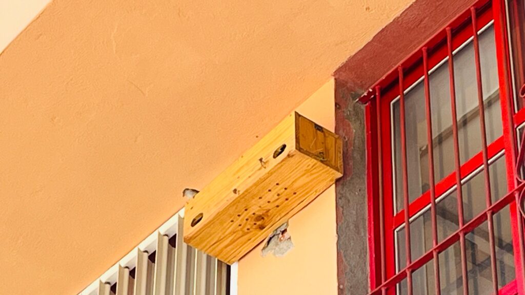 Gorrión 2