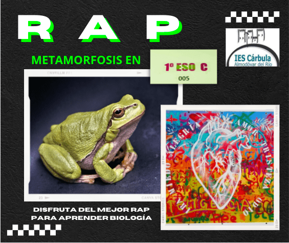 Ciclo vital de una rana versión RAP