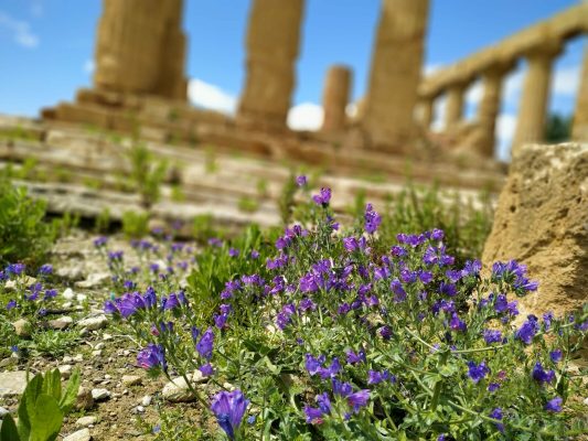 Templo flores sicilia agrigento Templo flores sicilia agrigento