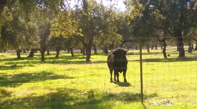 ¿Existe el toro bravo o es un animal de granja?