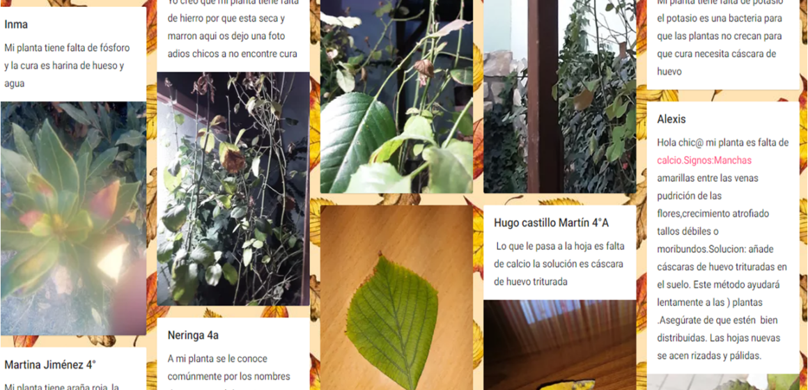 padlet rocío