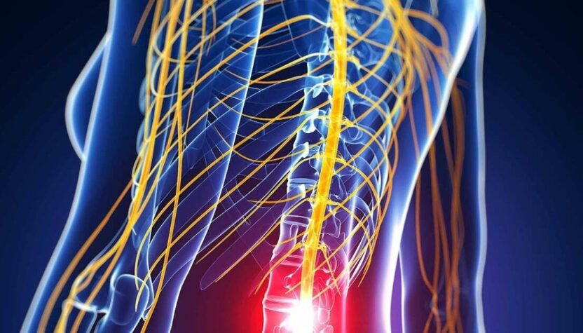 medula osea