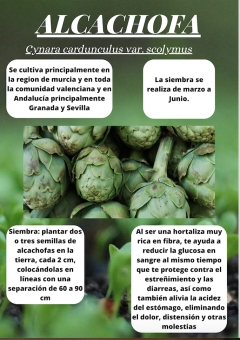 Alcachofa