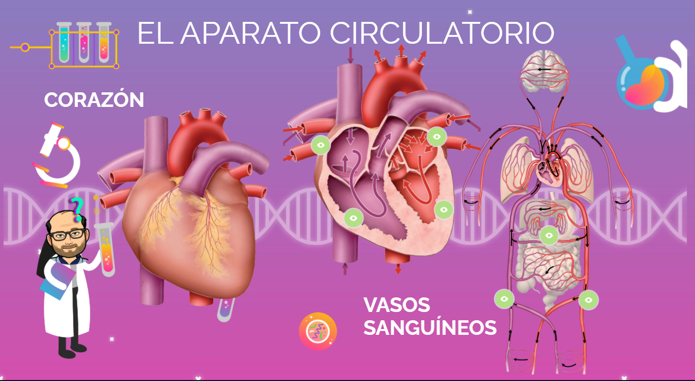 Sistema Circulatorio Y Nutricion Images 